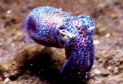 Bobtail Squid. by David Spiel 